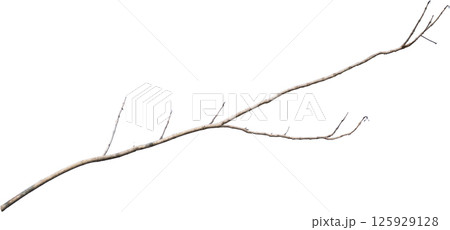 Dry tree branches isolated on white background Dry tree branches isolated on white background 125929128