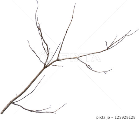 Dry tree branches isolated on white background Dry tree branches isolated on white background 125929129