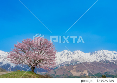 野平の一本桜と北アルプス　長野県白馬村  125929189