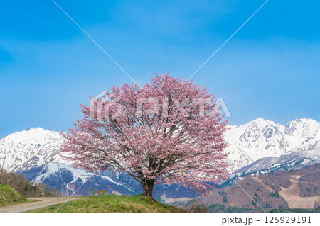 野平の一本桜と北アルプス　長野県白馬村  125929191