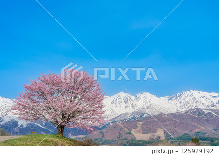 野平の一本桜と北アルプス　長野県白馬村  125929192