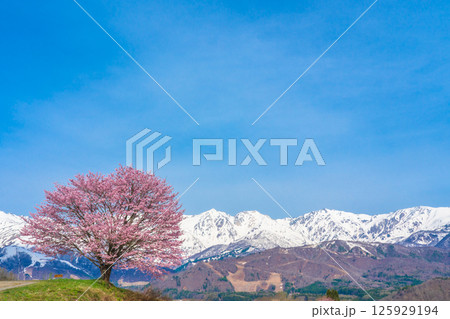 野平の一本桜と北アルプス　長野県白馬村  125929194