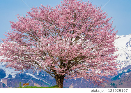 野平の一本桜と北アルプス　長野県白馬村  125929197