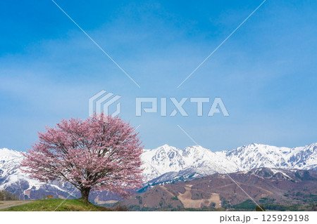 野平の一本桜と北アルプス　長野県白馬村  125929198