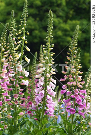 ジギタリスの花・2025年5月 ジギタリスの花・2025年5月 125929265