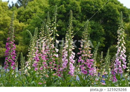 ジギタリスの花・2025年5月 125929266