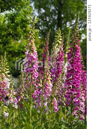 ジギタリスの花・2025年5月 ジギタリスの花・2025年5月 125929271