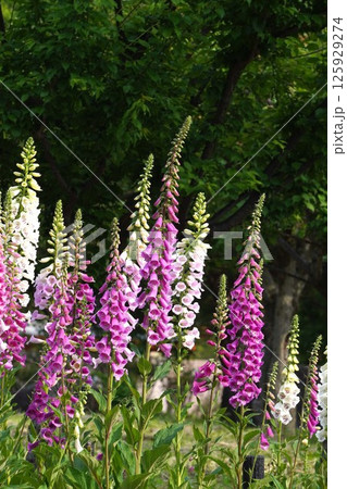 ジギタリスの花・2025年5月 ジギタリスの花・2025年5月 125929274