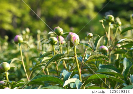 シャクヤクのつぼみ・2025年4月　 125929318