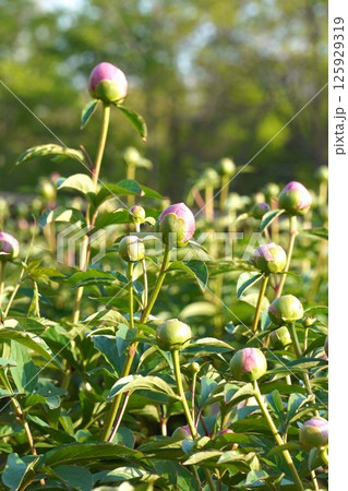 シャクヤクのつぼみ・2025年4月　 125929319
