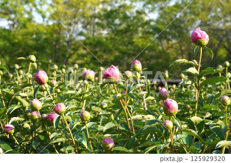 シャクヤクのつぼみ・2025年4月 シャクヤクのつぼみ・2025年4月 125929320