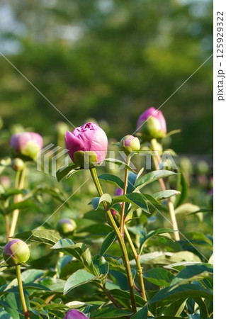 シャクヤクのつぼみ・2025年4月　 125929322