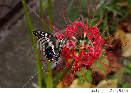 彼岸花に蜜を求め戯れるアゲハチョウ 彼岸花に蜜を求め戯れるアゲハチョウ 125929326