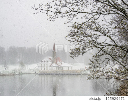 Spring snowfall. Gatchina park. Maple tree is in bloom 125929471