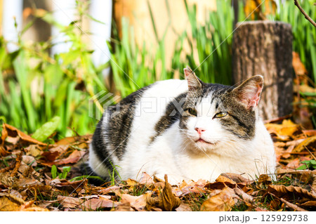 猫の香箱座り 125929738