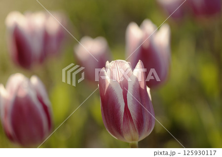 春の花風景-2 125930117