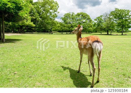 夏の奈良公園の鹿の後ろ姿 125930184
