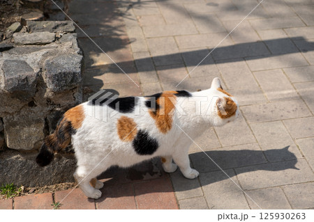 Chubby cat walking on the floor Chubby cat walking on the floor 125930263
