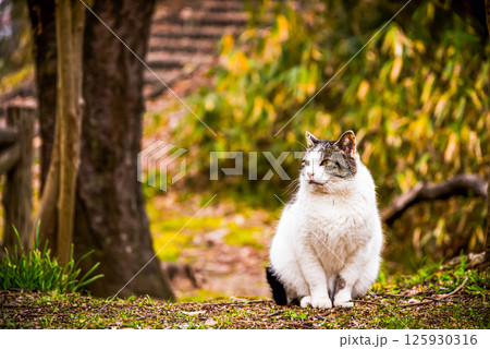 座る猫 座る猫 125930316