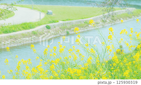 川辺の菜の花 125930319