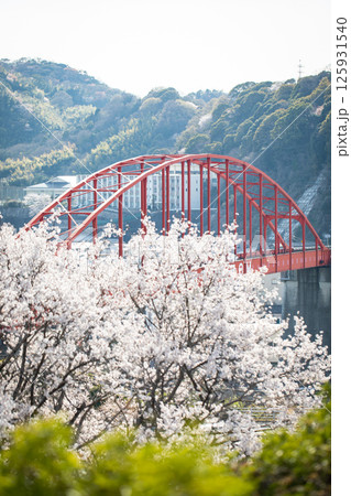 音戸大橋と満開の桜 音戸大橋と満開の桜 125931540