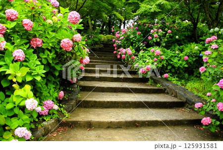 階段に咲く紫陽花 125931581