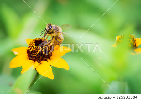 蜜を吸う蜂 蜜を吸う蜂 125931584