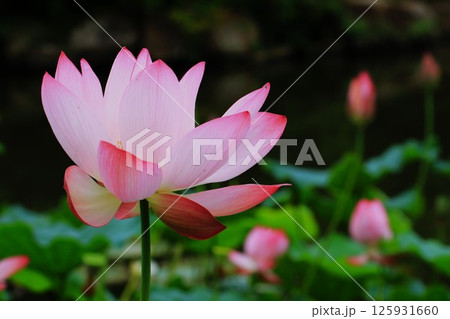 蓮の花のある風景 125931660