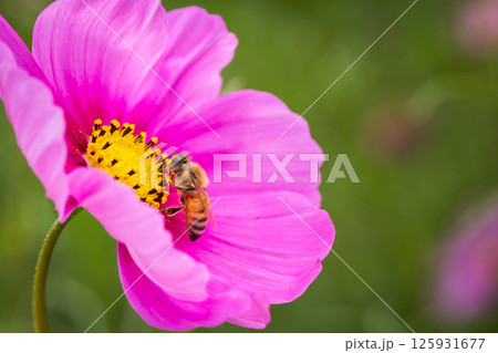 コスモスの蜜を吸うミツバチ 125931677