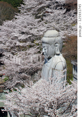 壺阪寺の桜大仏 125931745