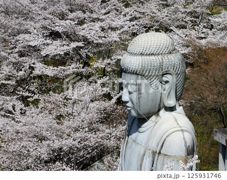 壺阪寺の桜大仏 125931746