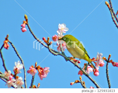 河津桜の枝に止まるメジロ 125931813