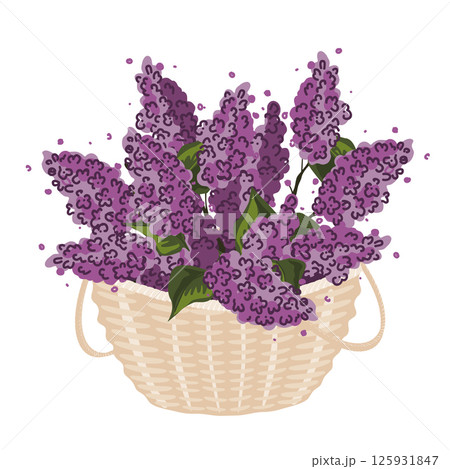 Bunch of lilac brunches in a basket. Purple lilacs bouquet. Vector isolated illustration. Bunch of lilac brunches in a basket. Purple lilacs bouquet. Vector isolated illustration. 125931847