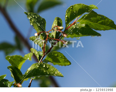 青空と日ざしを浴びたエゴノキ（水滴と蕾をつけたチシャノキの枝） 125931998