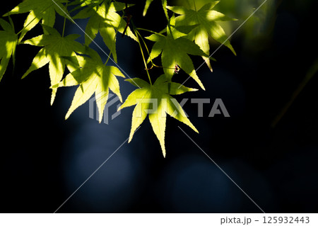 モミジの新緑と黒い背景のコピースペース 125932443