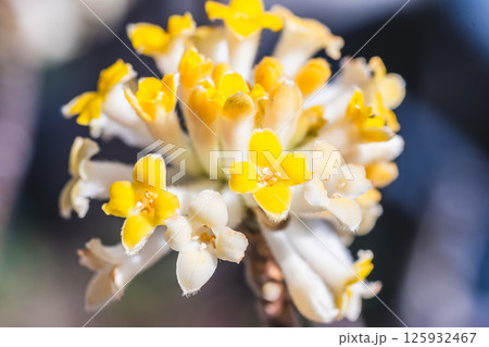ミツマタの花 125932467