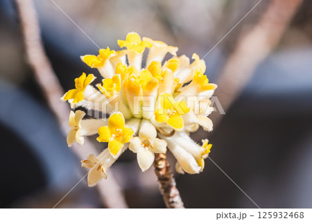ミツマタの花 125932468