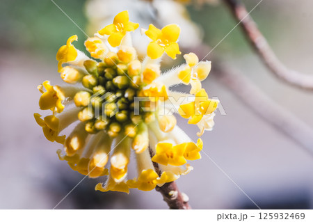 ミツマタの花 125932469