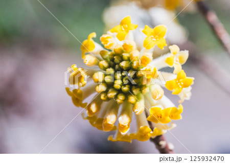 ミツマタの花 125932470