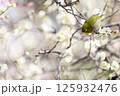 梅とメジロ 125932476
