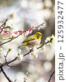 梅とメジロ 125932477