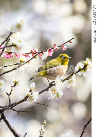 梅とメジロ 125932477