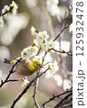 梅とメジロ 125932478
