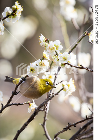 梅とメジロ 125932478