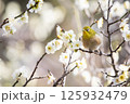梅とメジロ 125932479
