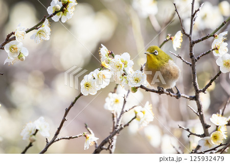 梅とメジロ 125932479