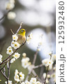 梅とメジロ 125932480