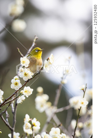 梅とメジロ 125932480