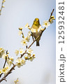 梅とメジロ 125932481