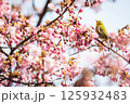 河津桜とメジロ 125932483